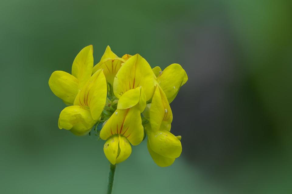 close up of yellow flowering plant,kirchberg,bern,switzerland