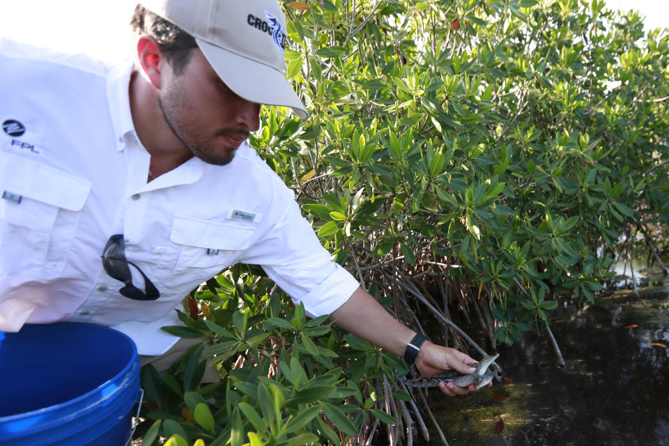 Wildlife biologist/crocodile specialist Michael Lloret releases baby crocodiles back into the wild along the cooling canals next to the Turkey Point Nuclear Generating Station after having measured and tagged them with microchips to observe their development in the future, Friday, July 19, 2019, in Homestead, Fla. The 168-miles of man-made canals serve as the home to several hundred crocodiles, where a team of specialists working for Florida Power and Light (FPL) monitors and protects the American crocodiles. (AP Photo/Wilfredo Lee)