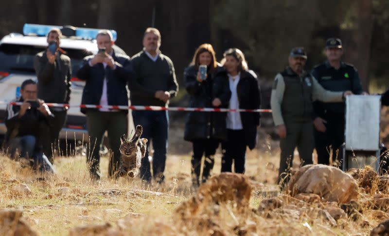 A female Iberian lynx, a feline in danger of extinction, named Solera is released in Arana mountain range, southern Spain