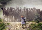 RNPS - REUTERS NEWS PICTURE SERVICE - PICTURES OF THE YEAR 2014 - ODDLY A camel herder walks his camels at Pushkar Fair in the desert Indian state of Rajasthan in this October 28, 2014 file photo. REUTERS/Himanshu Sharma/Files (INDIA - Tags: ANNIVERSARY SOCIETY ANIMALS BUSINESS TPX IMAGES OF THE DAY)