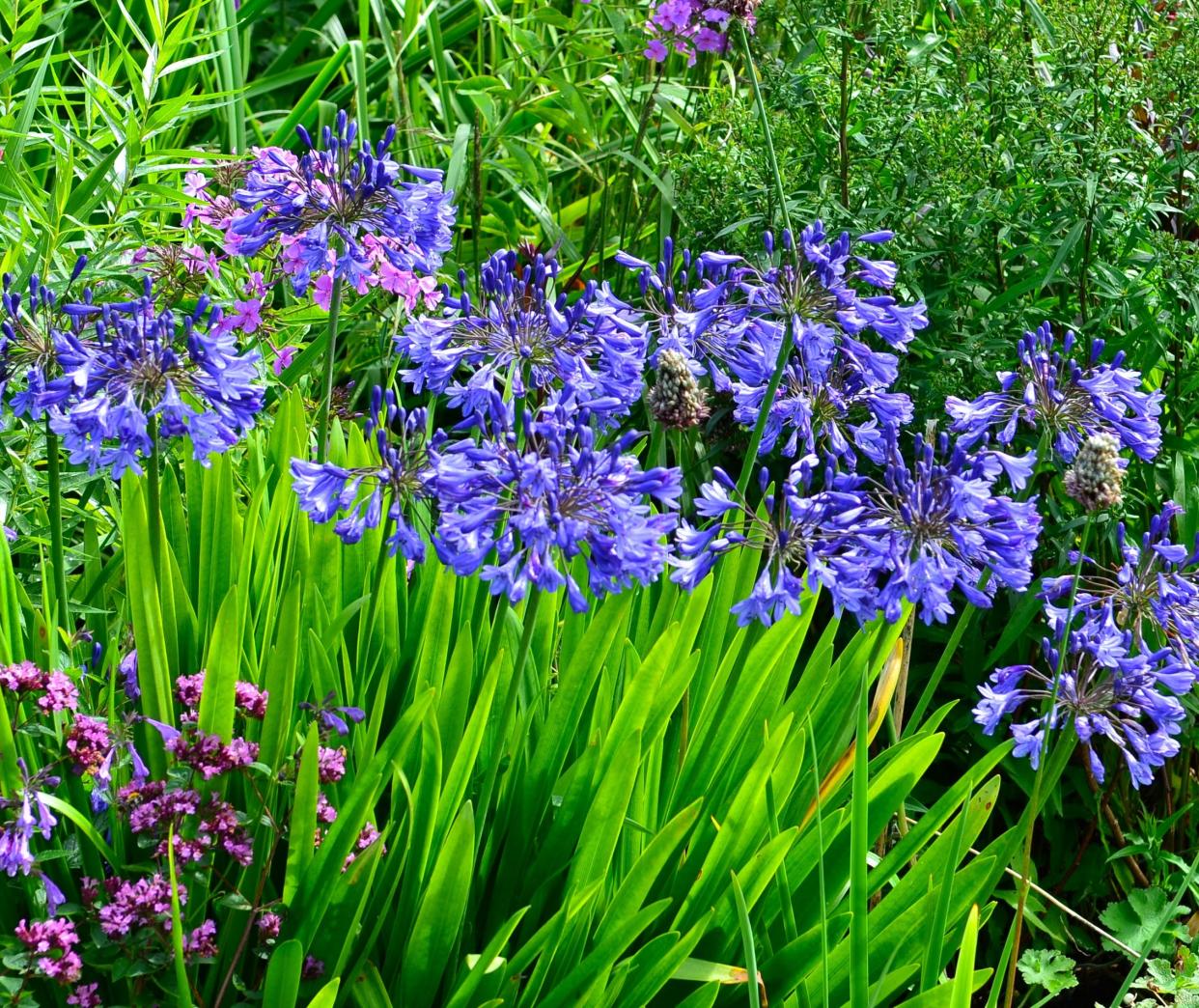A favorite of garden columnist Betty Montgomery, 'Galaxy Blue' have  tall, slender stalks,  topped with flowers that are a dramatic shade of blue with streaks of a darker blue.