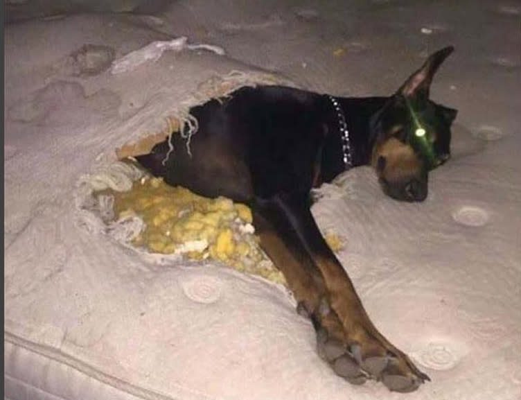 <p>Er schläft nie ohne Decke! Und weil sie fehlte, hat sich dieser schlaue Dobermann eben schnell mal selbst was überlegt. Und siehe da, alles ist kuschlig und er kann schlummern wie im siebten Himmel. (Bild: Instagram/dumpaday20) </p>