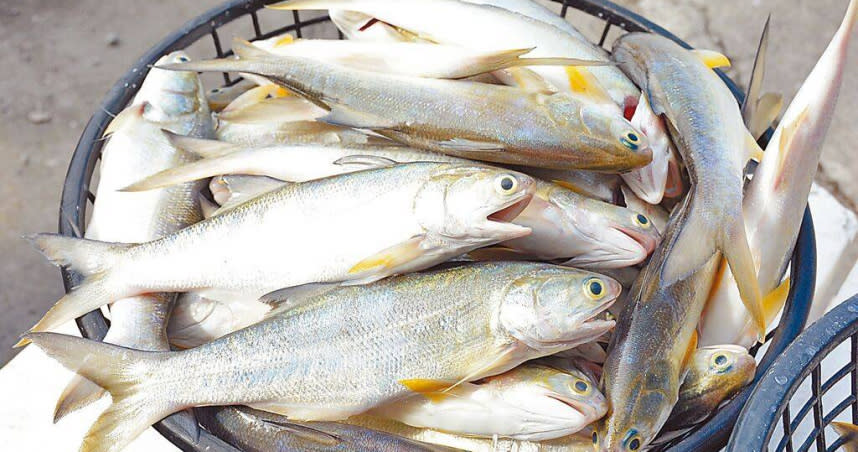 屏東午仔魚又被驗出禁藥「孔雀綠」，引發在地養殖戶熱議。圖非驗出漁場魚貨。（圖／中國時報林和生攝）