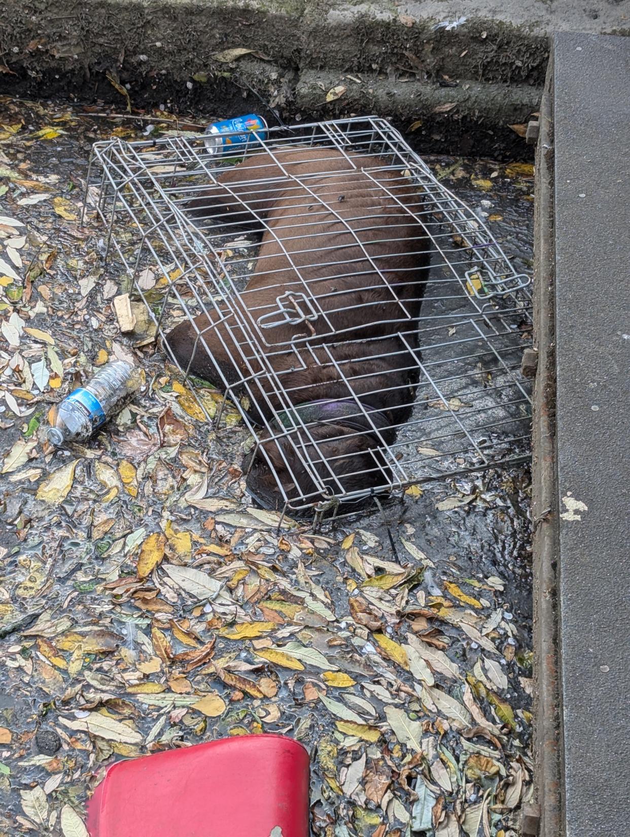 Dead dog inside metal cage