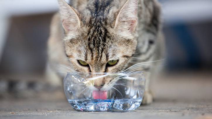  cat drinking water 