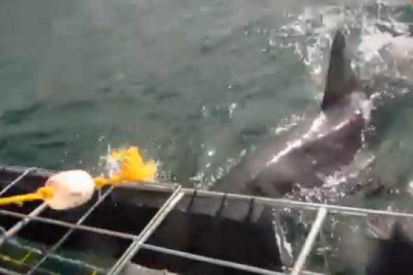 great-white-shark-attacks-cage-diver-south-africa