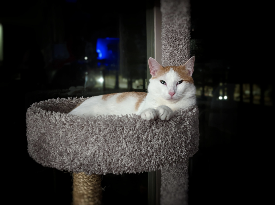 A cat in a cat tree