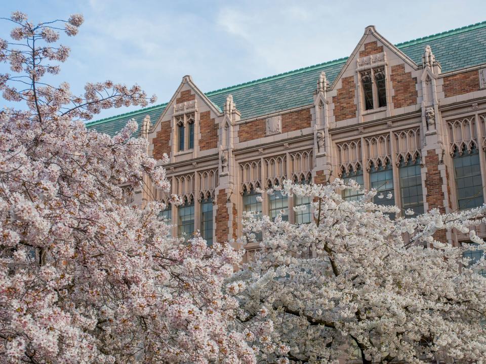 Flowering cherry trees in spring time at the Quad of the University of Washington in Seattle, Washington State, USA.