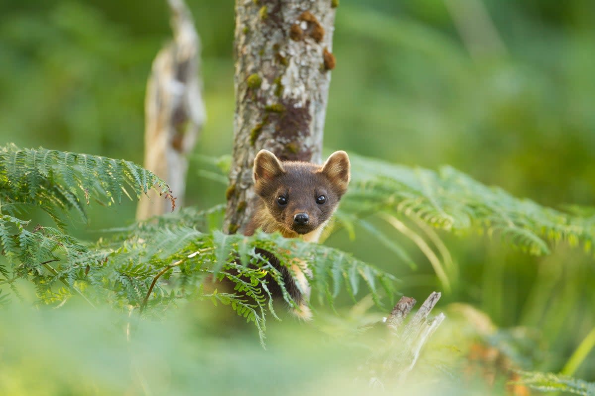 A pine marten among bracken in woodland (Mark Hamblin/PA)