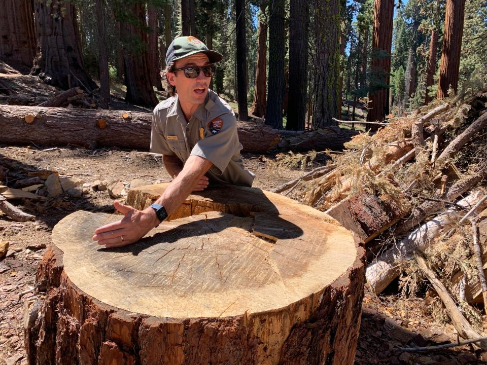 Garrett Dickman, a forest ecologist with Yosemite National Park, showing the age of a sugar pine that died due to drought and bark beetle infestation.