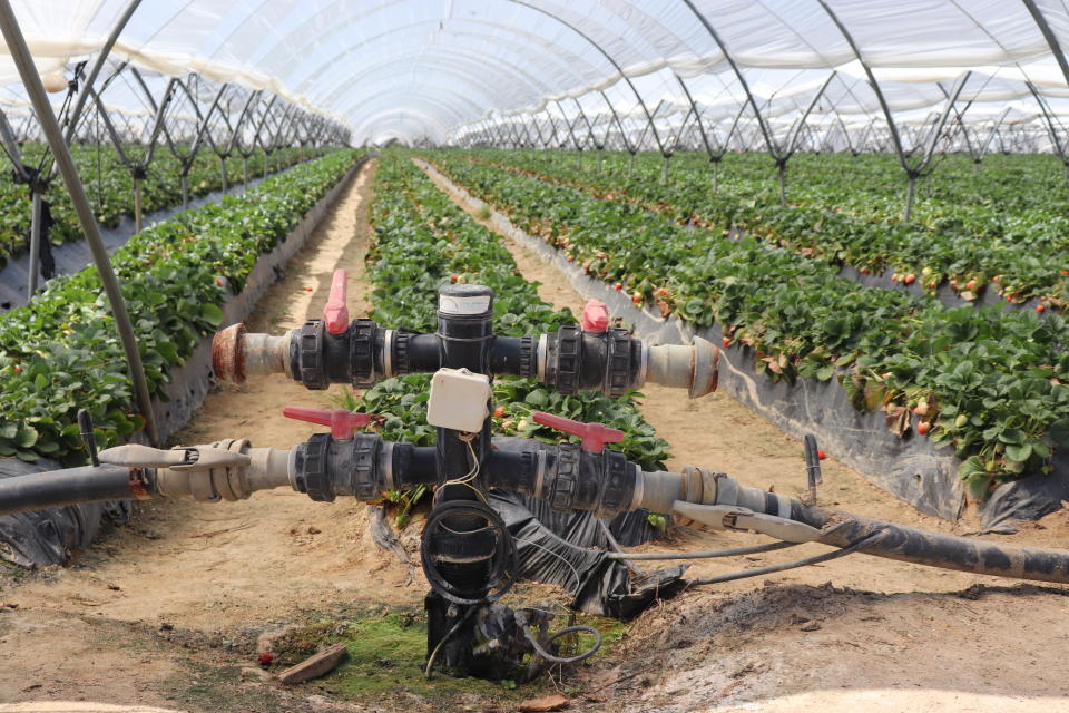 Blick auf das Bewässerungssystem in einem Erdbeerfeld. Die Erdbeerfelder benötigen trotz sensorgesteuerter Tröpfchenbewässerung direkt an den Wurzeln viel Wasser - rund 4500 Kubikmeter pro Hektar und Jahr.