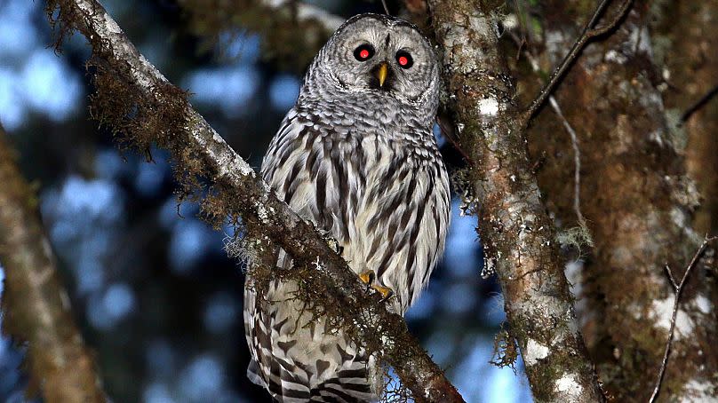 A female barred owl sits on a branch in the wooded hills, December 2017, outside Philomath, Oregon.