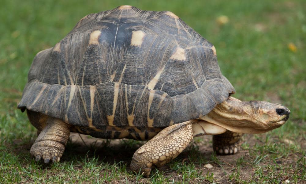 radiated tortoise