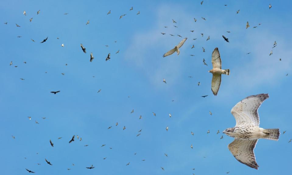 From mid to late September, residents of Western North Carolina and East Tennessee have the opportunity to see hundreds of broad-winged hawks at a time in large groups called ‘kettles’ circling higher and higher into the air currents and moving south along the Blue Ridge Mountains.