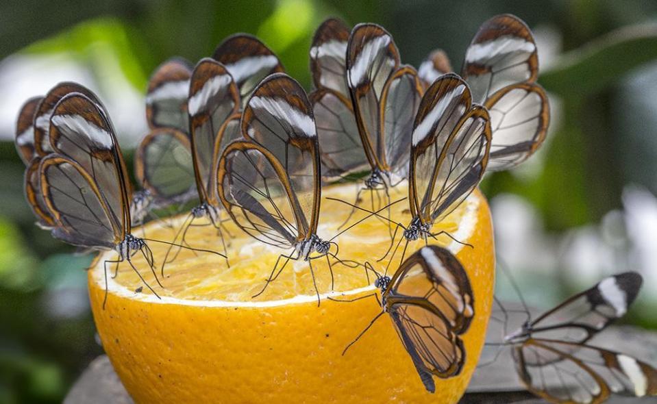 Glasswings enjoy an orange.