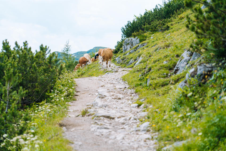 Wer regelmäßig in den Bergen wandert, wird irgendwann auf Kühe treffen. (Symbolbild: Getty Images)