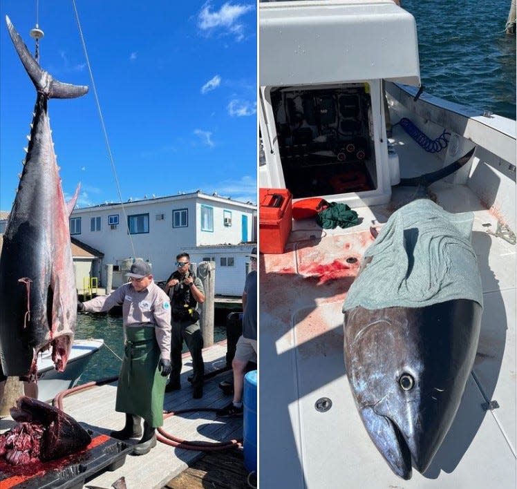 The Rhode Island Department of Environmental Management seized the giant bluefin tuna last week, saying the captain of the Massachusetts charter boat did not have the required permits to fish in Rhode Island waters.