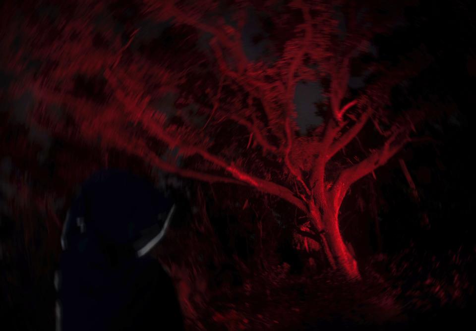 The Devil Tree in Port St. Lucie's Oak Hammock Park is said to be haunted by two teens who were murdered near there in 1971.