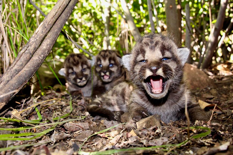 P-54, a 3-year-old mountain lion living in the Santa Monica Mountains, recently gave birth to a litter of kittens.