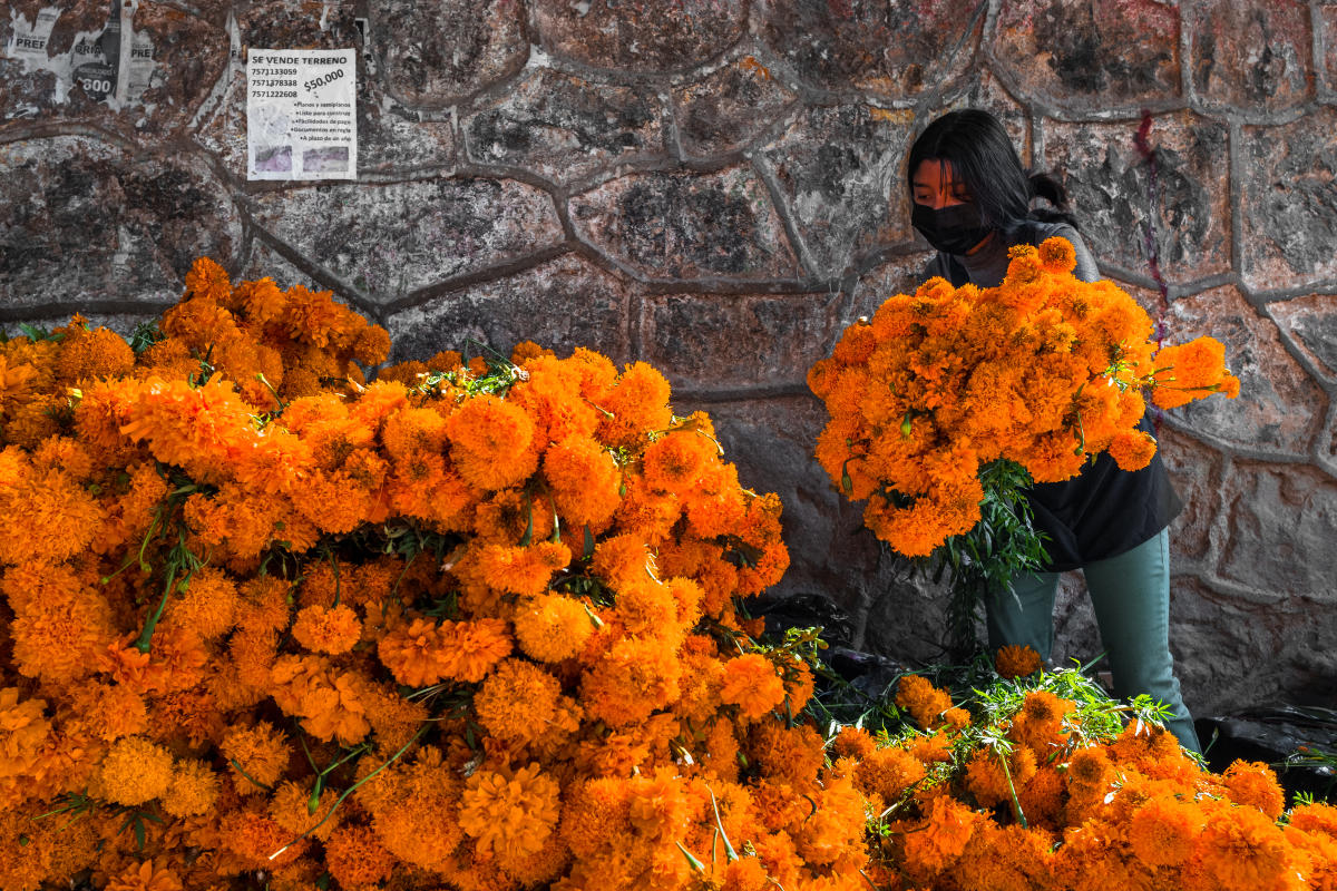 Cempasúchil, la entrañable flor mexicana que los chinos quieren copiar para  Día de Muertos
