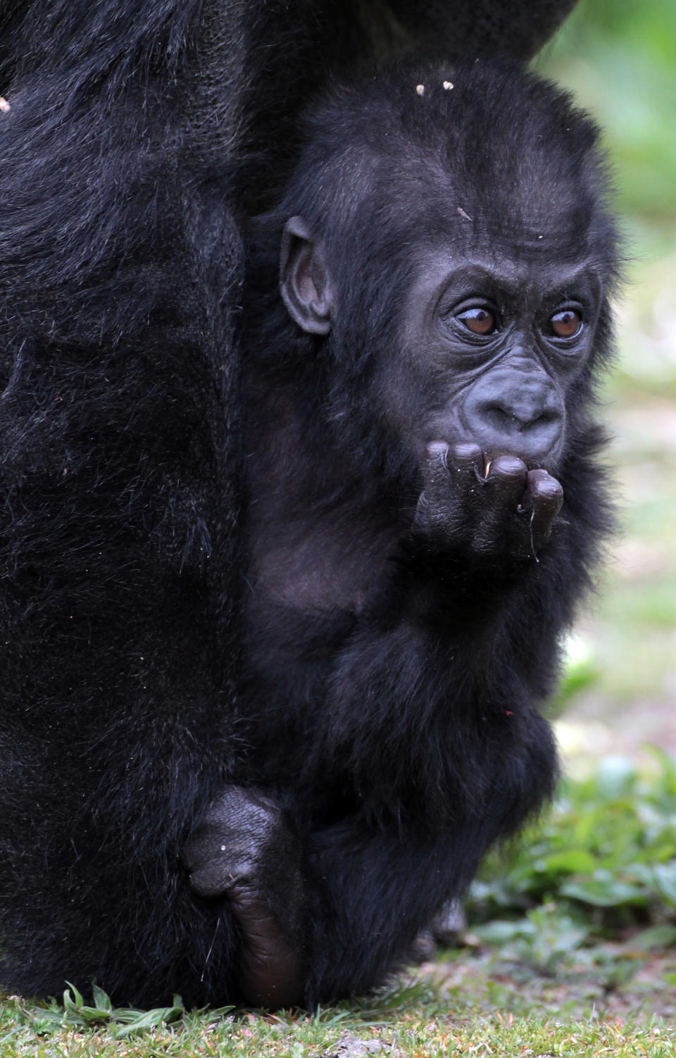 BRISTOL, ENGLAND - MAY 04: Bristol Zoo's baby gorilla Kukena takes some of his first steps as he ventures out of his enclosure with his mother Salome at Bristol Zoo's Gorilla Island on May 4, 2012 in Bristol, England. The seven-month-old western lowland gorilla is starting to find his feet as he learns to walk having been born at the zoo in September. Kukena joins a family of gorillas at the zoo that are part of an international conservation breeding programme for the western lowland gorilla, which is a critically endangered species. (Photo by Matt Cardy/Getty Images)