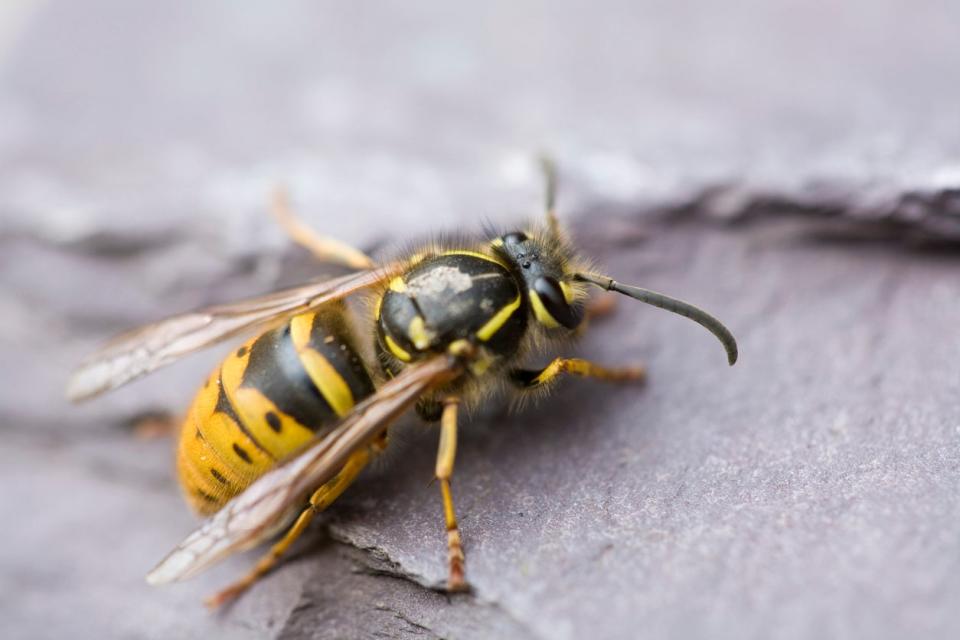 how to get rid of wasps