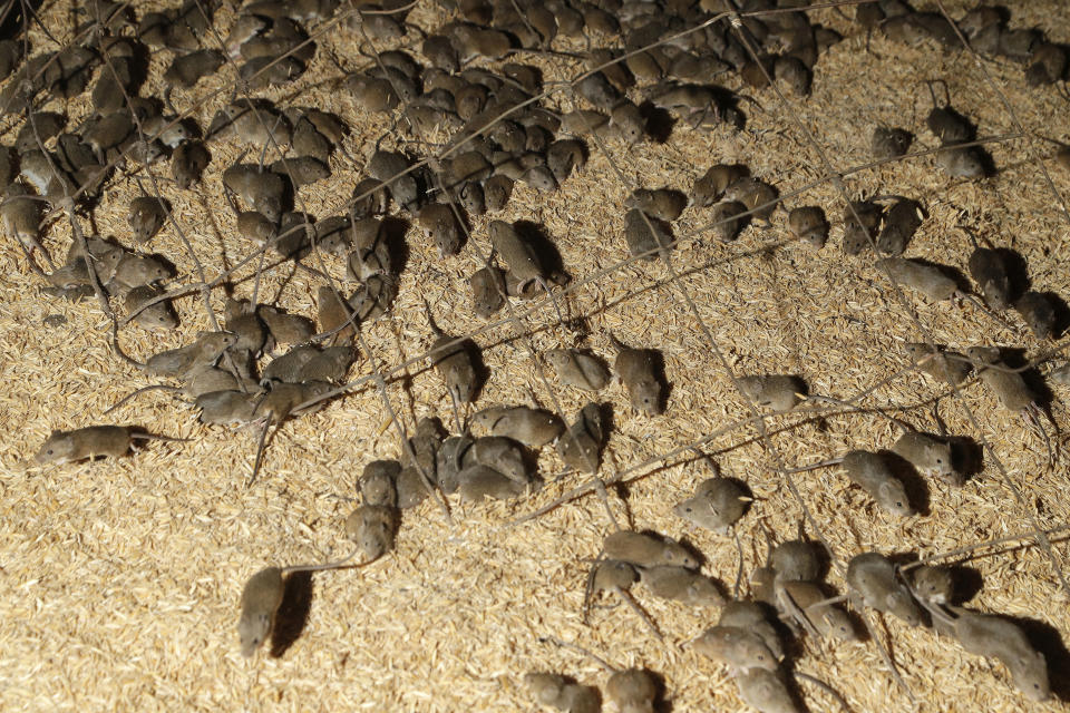 FILE - In this May 19, 2021, file photo, mice scurry around stored grain on a farm near Tottenham, Australia. A mouse plague that has ravaged vast swathes of eastern Australia has forced the evacuation of a prison while authorities repair gnawed electrical wiring and clear dead and decaying mice from wall cavities and ceilings, Corrective Services Commissioner Peter Severin said on Tuesday, June 22, 2021. (AP Photo/Rick Rycroft, File)