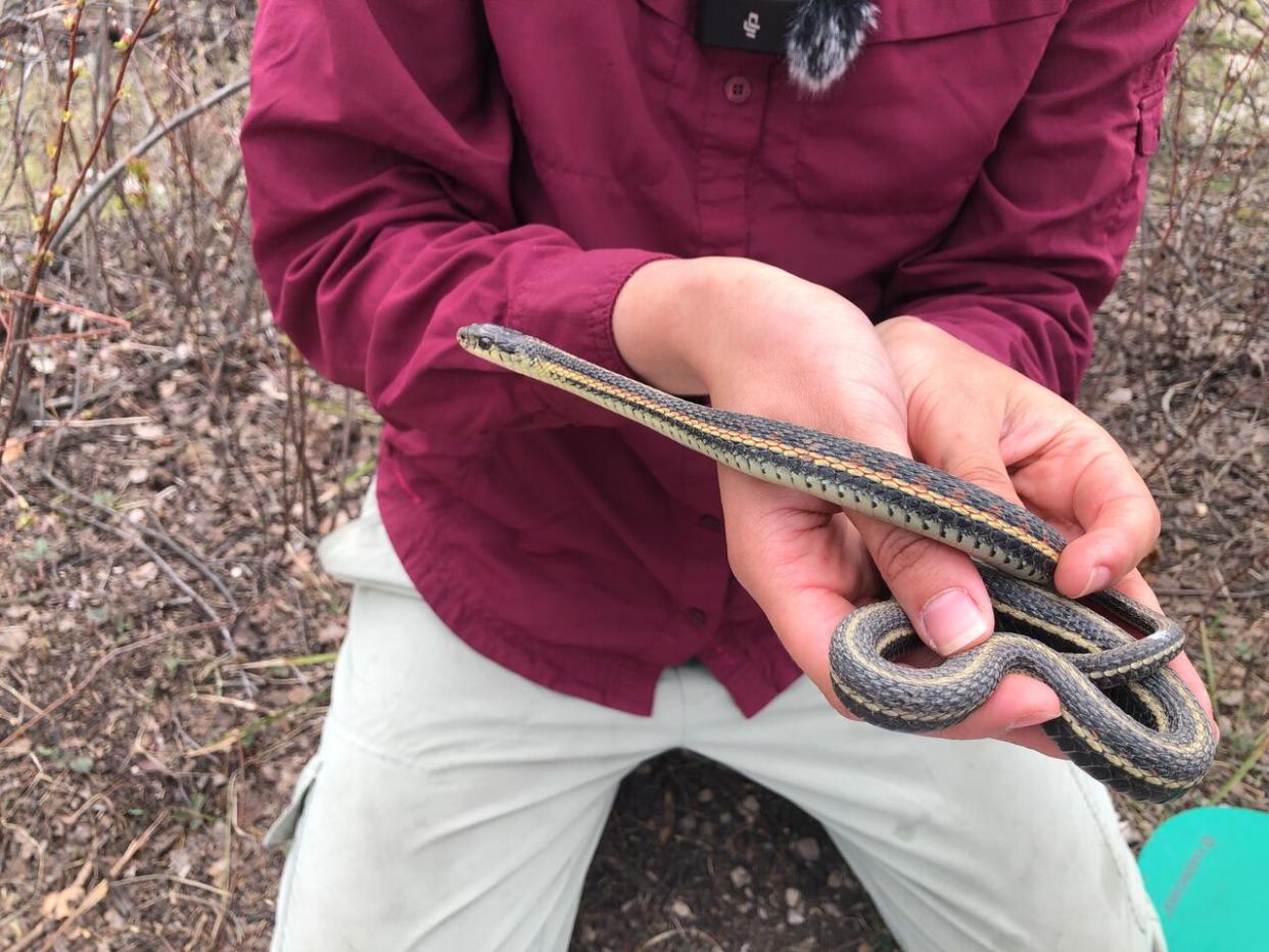 The red-sided garter snake lives is now a species of concern after the 2023 wildfires burned much of its habitat around Fort Smith. (Meghan Roberts/CBC - image credit)