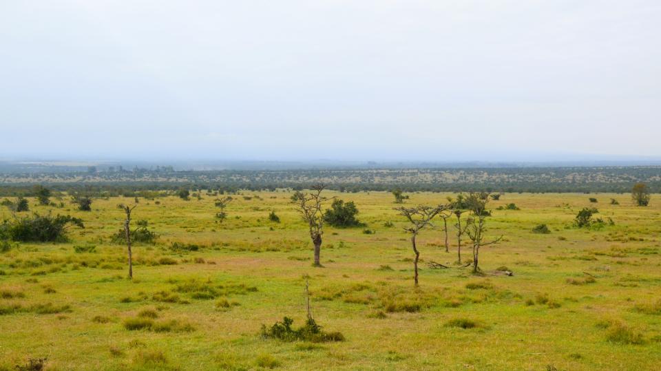 Following big-headed ant invasion, tree cover is greatly reduced, promoting “openness” and the ease with which zebra can avoid predation. Consequently, zebra enjoy increased safety from lions in landscapes invaded by big-headed ants.