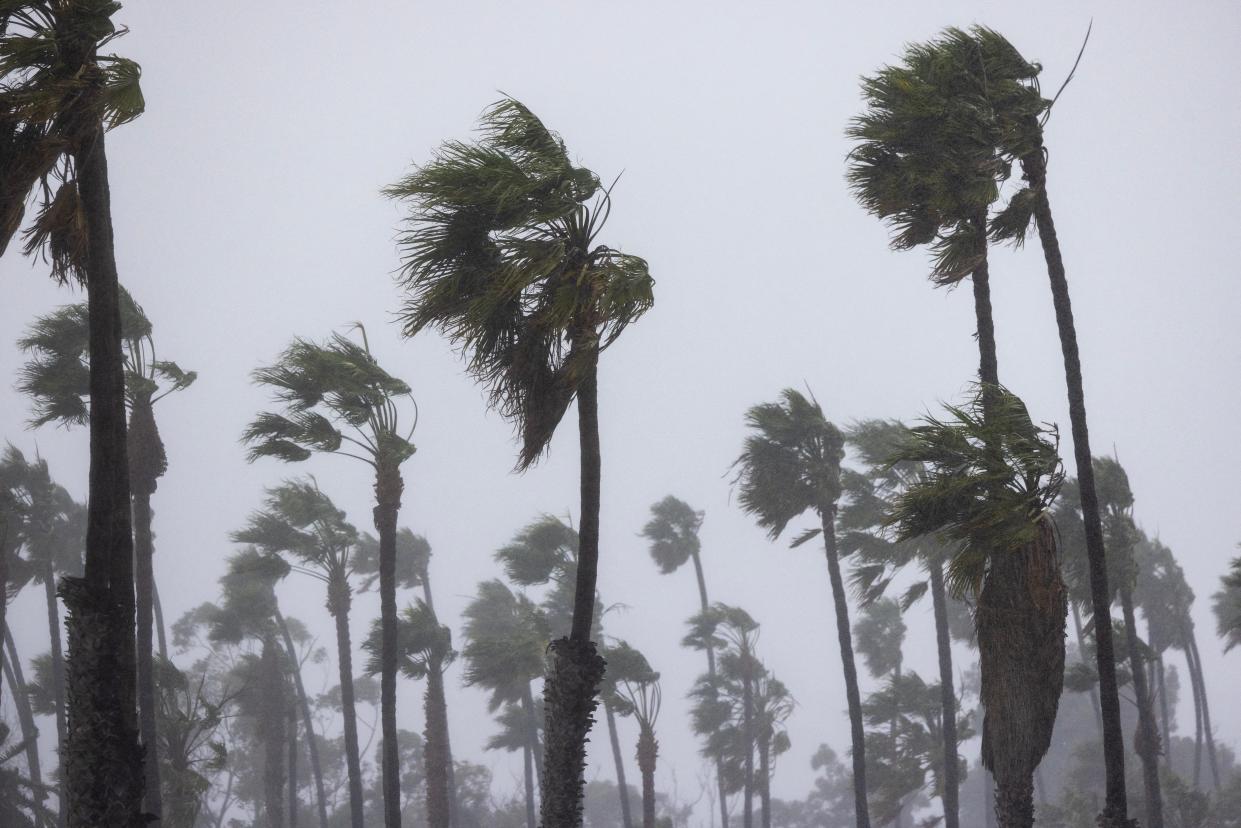 Palm trees are blown by strong wind as the second and more powerful of two atmospheric river storms arrives to Santa Barbara, California, on February 4, 2024. The US West Coast was getting drenched on February 1 as the first of two powerful storms moved in, part of a u0022Pineapple Expressu0022 weather pattern that was washing out roads and sparking flood warnings. The National Weather Service said u0022the largest storm of the seasonu0022 would likely begin on February 4.