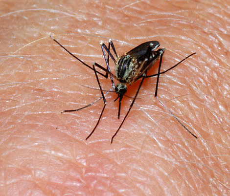 There's a reason why a mosquito makes you itch