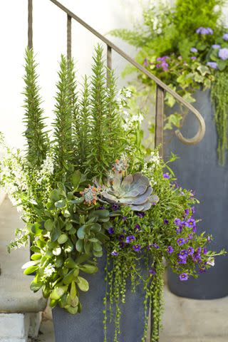 Alison Miksch Memphis landscape architect Marley Fields Slutz opts for a modern look because, &#34;simple lines and streamlined palette show off the plants more.&#34; Succulents, evergreens and blooms like purple calibrachoas make up her stunning, clean-lined arrangements.
