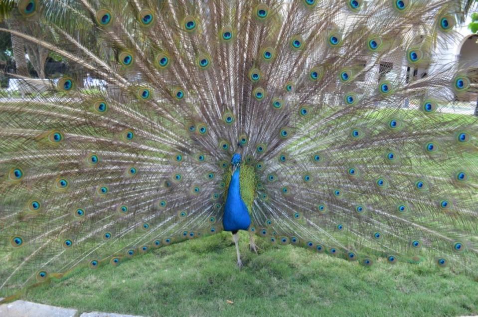 Resident Peacock, Hotel Nacional de Cuba, Havana, Cuba