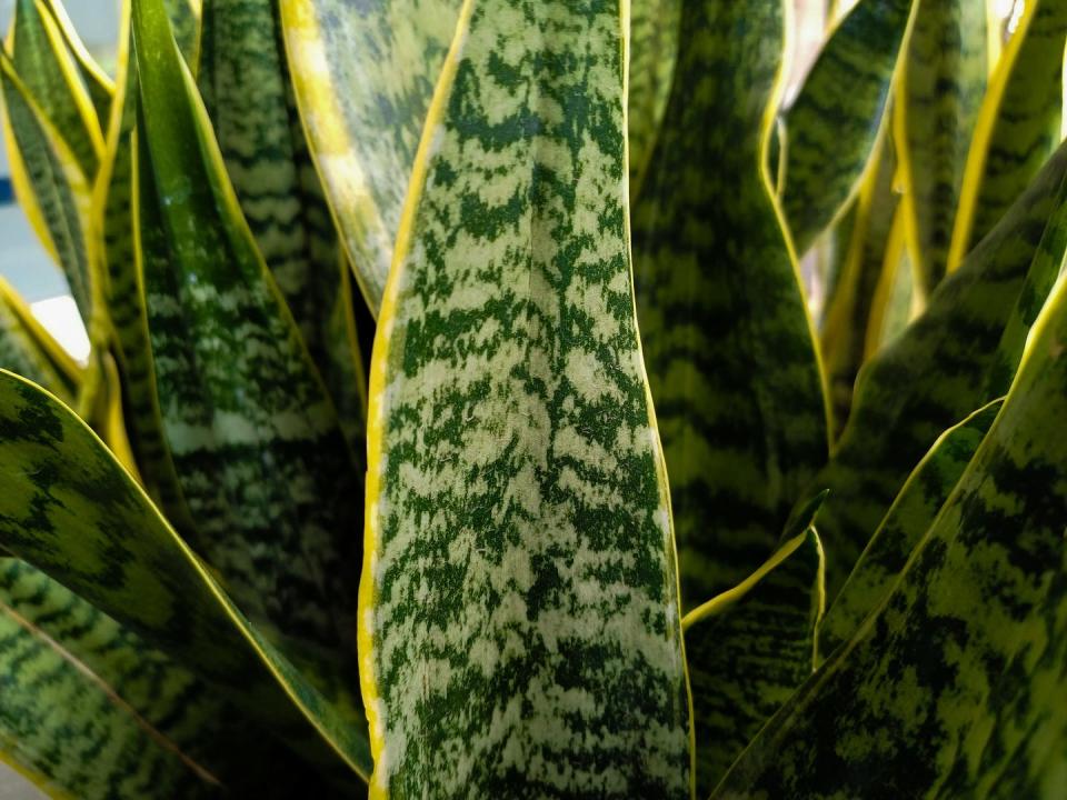 close up photo of snake plant leaves or sansevieria trifasciata green succulent plant, tropical background