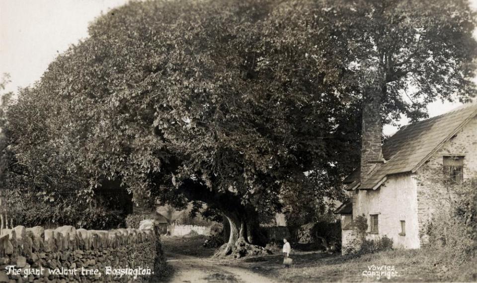 The giant walnut tree in Bossington, Exmoor, circa 1910.