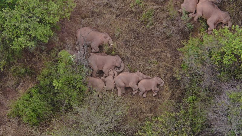 Wild Asian elephants lie on the ground and rest in Jinning district of Kunming