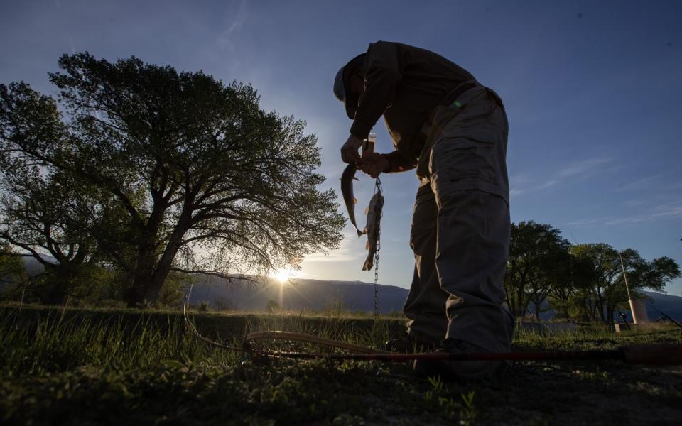 Bill Waters hooks up his second trout.