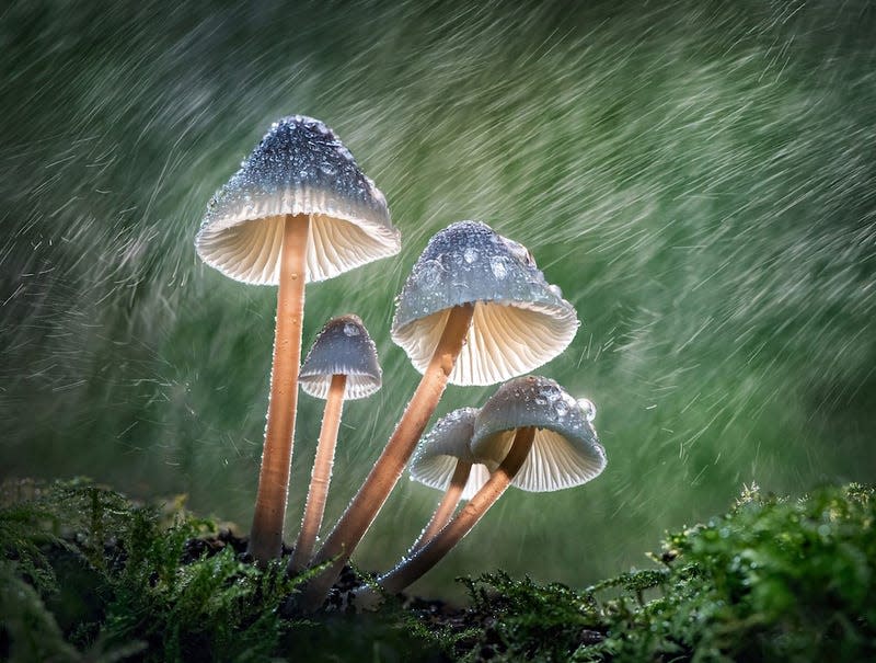 Image: © Tony North | cupoty.com