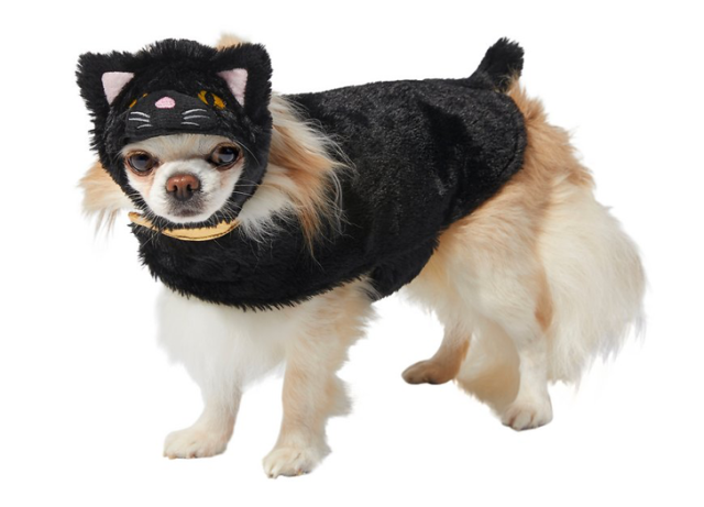 40 Funny Dog Halloween Costumes for the Silliest Pup You Know