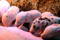 <p>Ein Schwein kommt selten allein und so erfreut uns gleich eine ganze Schar kleiner Ferkel. (Foto: AP Images) </p>