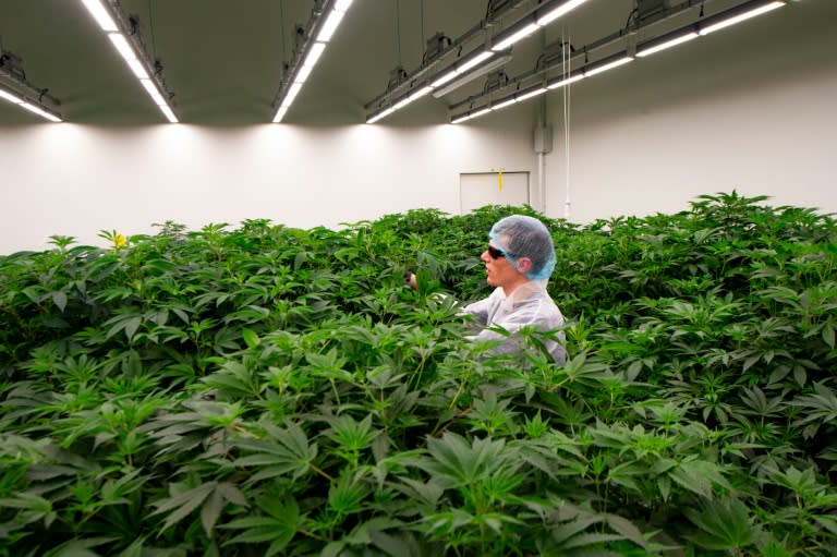 Una planta de cultivo de cannabis en Bremmel, Países Bajos, en una imagen de diciembre de 2023 (Nick Gammon)