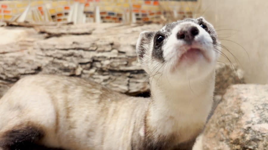 Rouge, the black-footed ferret at the Cheyenne Mountain Zoo, looked out at visitors on Tuesday morning.