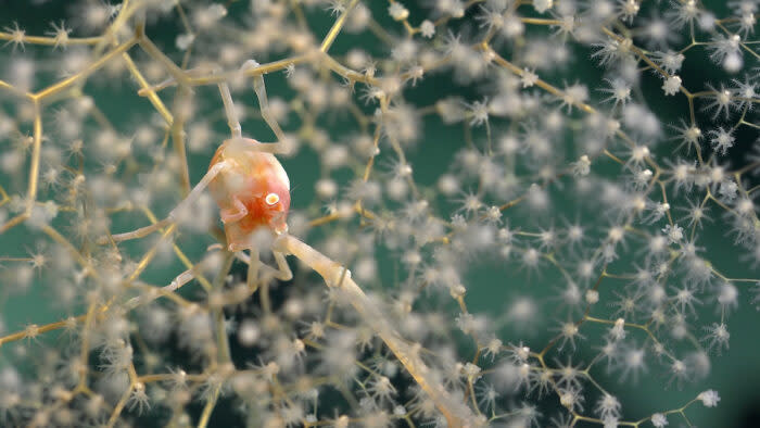 A Chrysogorgia coral and squat lobster. Photo: ROV SuBastian/Schmidt Ocean Institute