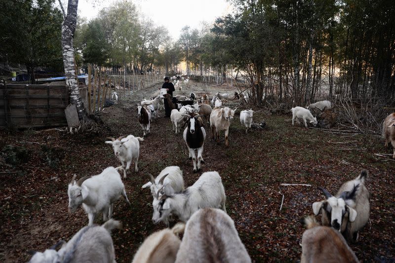 How Chile's firefighting goats saved a native forest from deadly fires