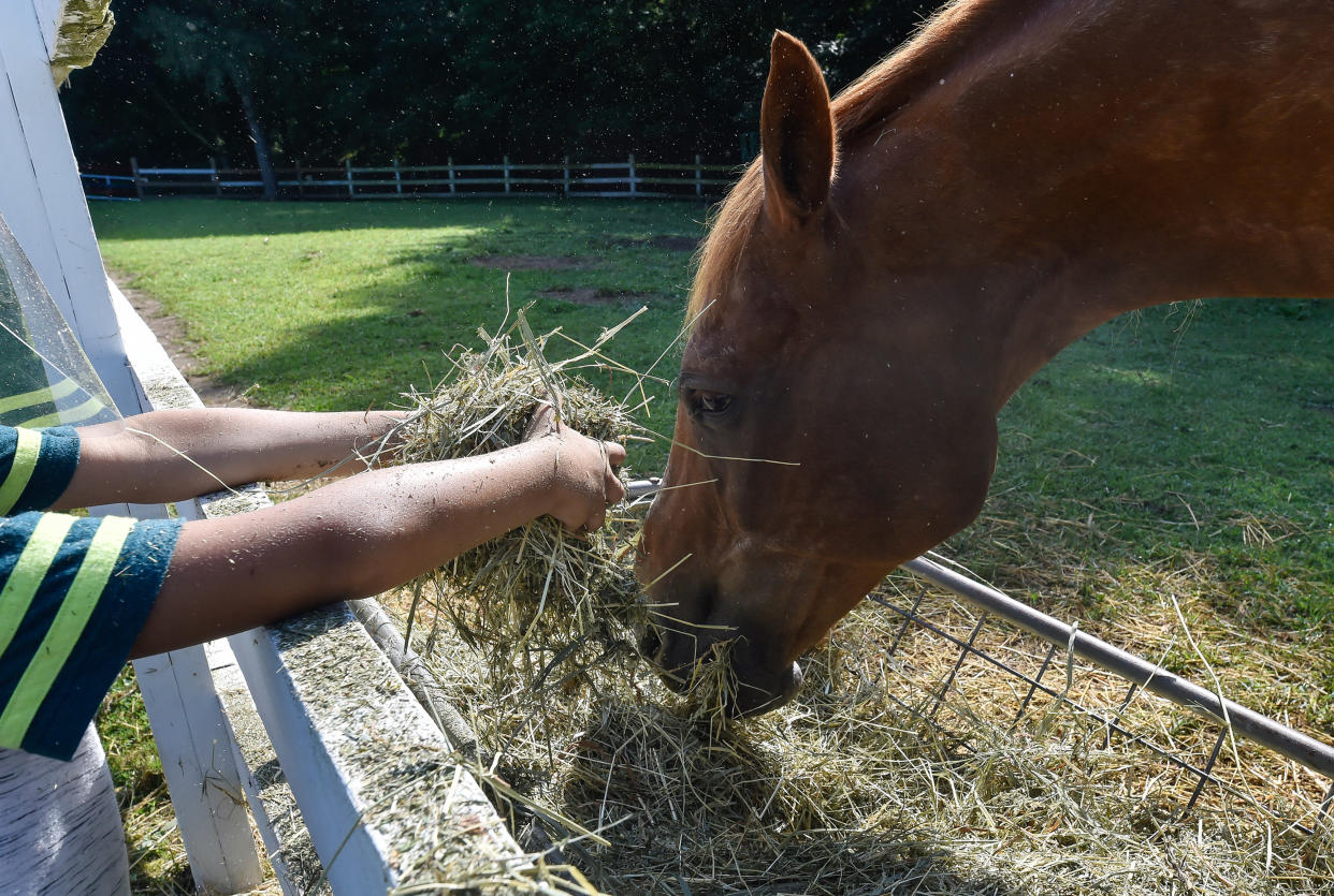 A camper gives a horse hay at the Hillside Farm in Shavertown, PA, which offers farm-based grief camps to children who have experienced trauma. (Photo: Aimee Dilger/SOPA Images/LightRocket via Getty Images)