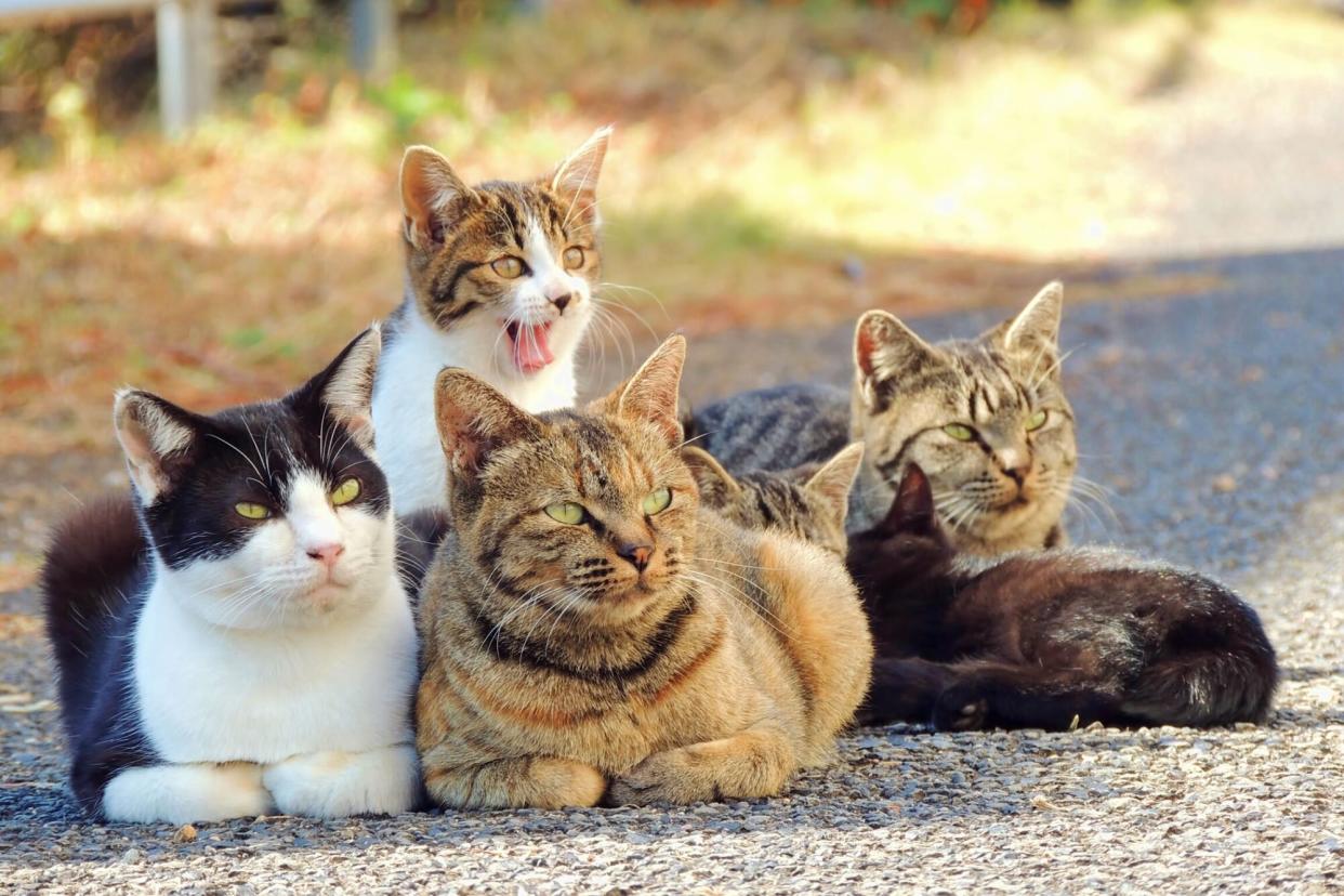 a group of cats relaxing outside