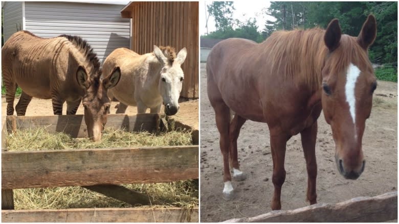 2 zonkeys, 1 horse diagnosed with botulism at Equine rescue