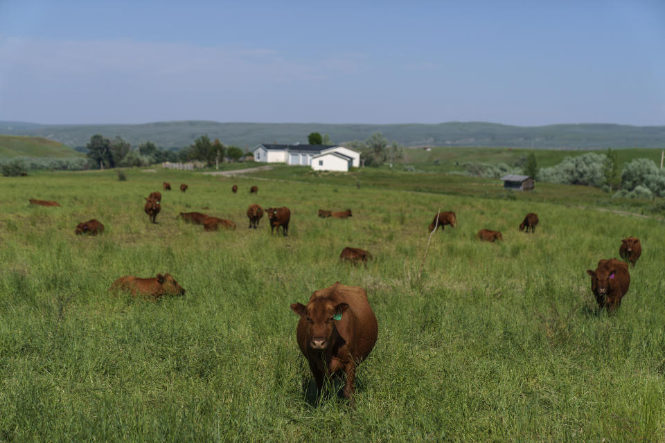 Cattle graze on a farm in Fishtail, Mont., Friday, June 17, 2022. As officials scramble to reopen Yellowstone National Park to tourists this week after record floods pounded southern Montana, some of those hardest hit in the disaster live far from the famous park's limelight and are leaning heavily on one another to pull their lives out of the mud. In the agricultural community of Fromberg the Clarks Fork River flooded almost 100 homes and badly damaged a major irrigation ditch that serves many farms in the area. (AP Photo/David Goldman)