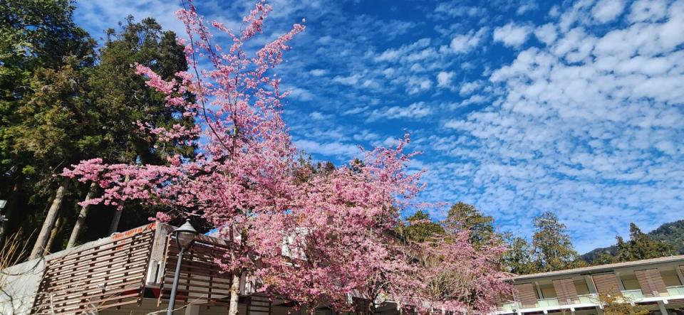 一年一度的阿里山花季即將來臨，將於3月10日至4月10日隆重登場，圖為香林服務區的阿龜櫻盛開狀況。   圖：公路局／提供