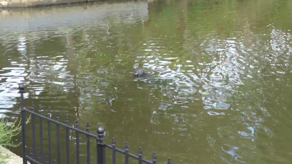 Seal in Beverly pond draws crowd of curious onlookers